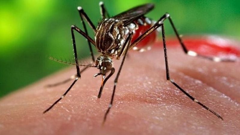 Confirman 4 casos de dengue en Buenos Aires