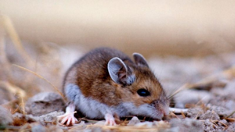 Dónde vive el colilargo, el roedor que transmite el hantavirus y distintas cepas