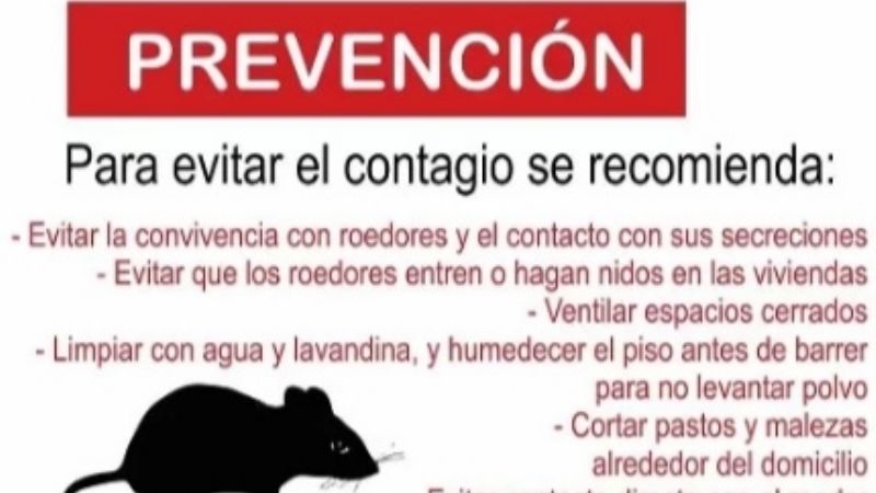 Medidas de prevención del hantavirus: Catamarca no es provincia endémica