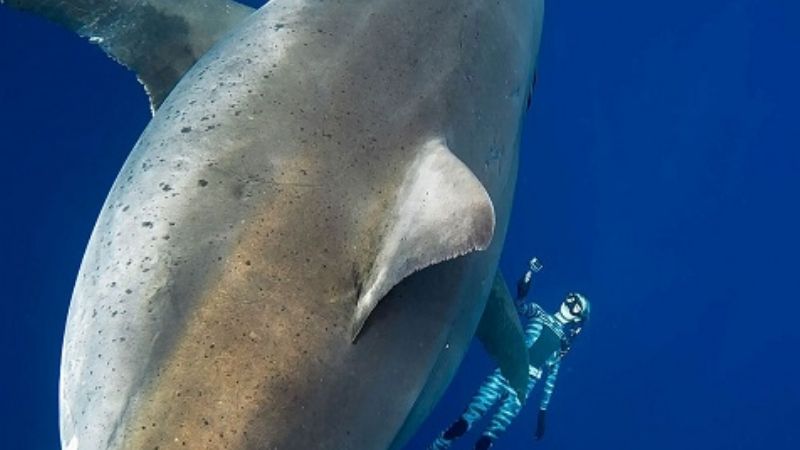 Registraron nuevas fotos de Deep Blue, el tiburón blanco más grande del mundo