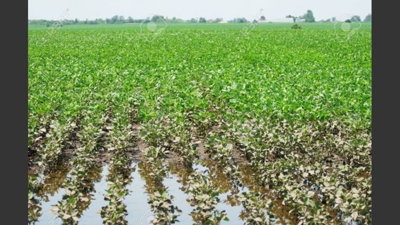 Por las lluvias, las pérdidas en el cultivo de soja serían de u$s 2.200 millones