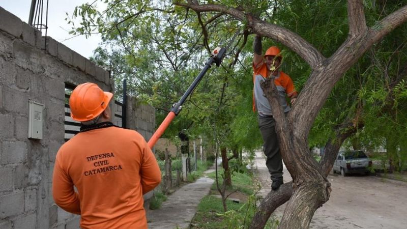 Corte de árboles en Capital