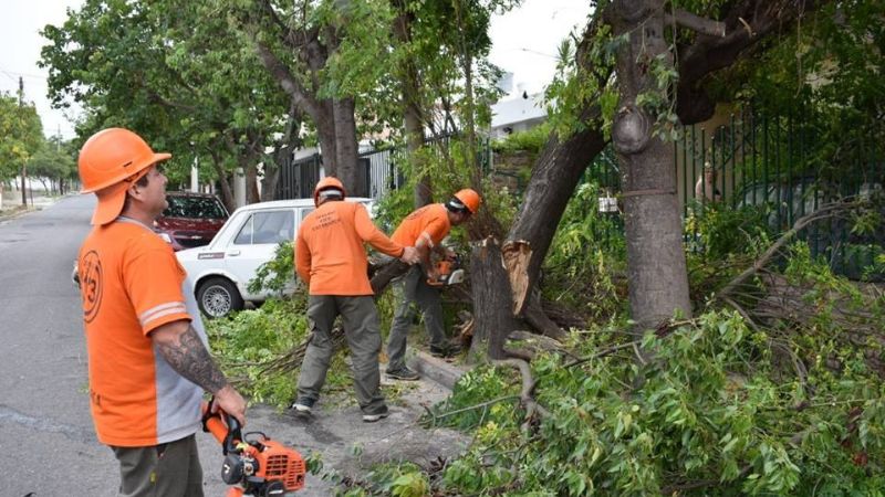 Corte de árboles en Capital