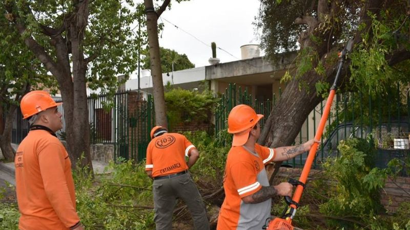Corte de árboles en Capital