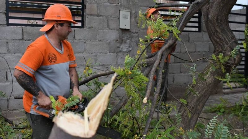 Corte de árboles en Capital