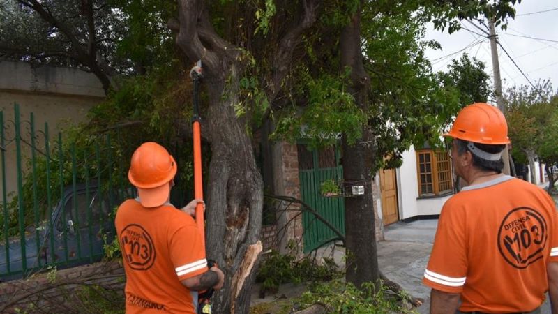 Corte de árboles en Capital