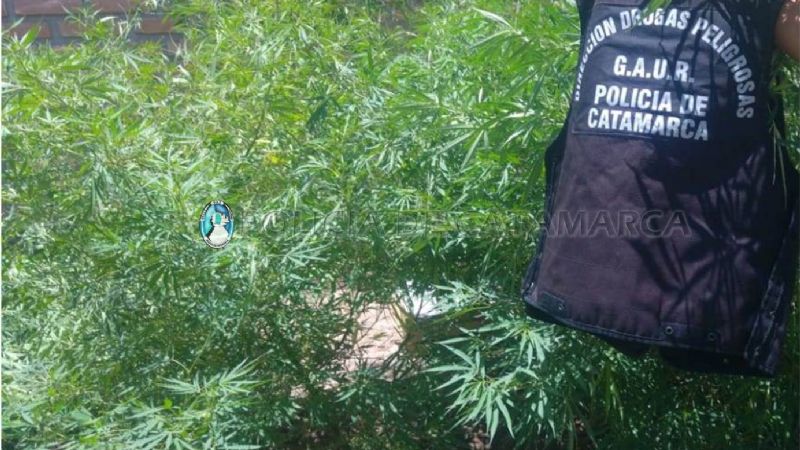 Secuestran plantas de marihuana en Belén y Capital