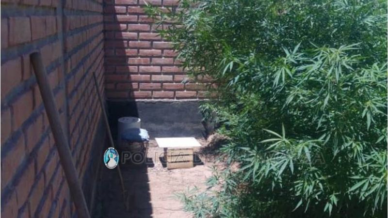 Secuestran plantas de marihuana en Belén y Capital