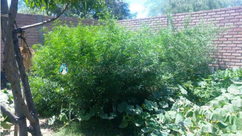 Secuestran plantas de marihuana en Belén y Capital