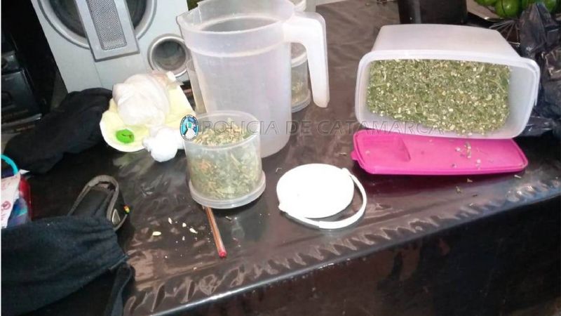 Secuestran plantas de marihuana en Belén y Capital