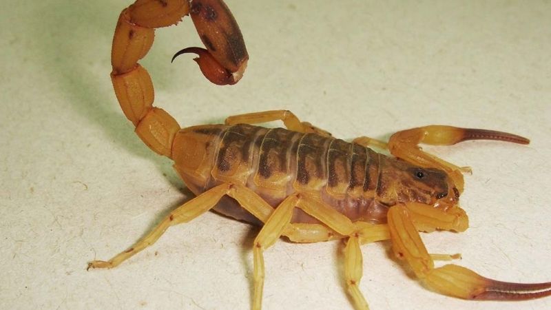 Una mujer embarazada fue picada por un alacrán en un colectivo