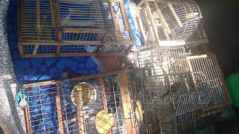 Secuestran cuatro tramperas y aves canoras en El Jumeal