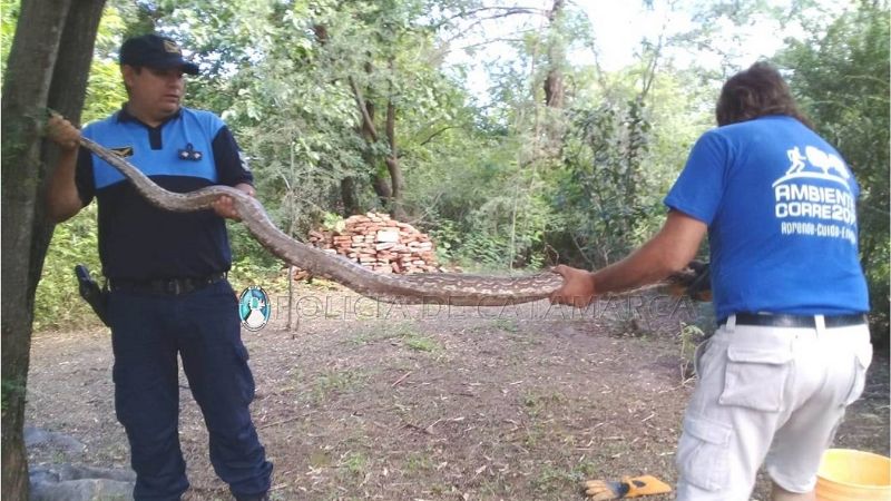 Capturan una lampalagua en la ruta 4