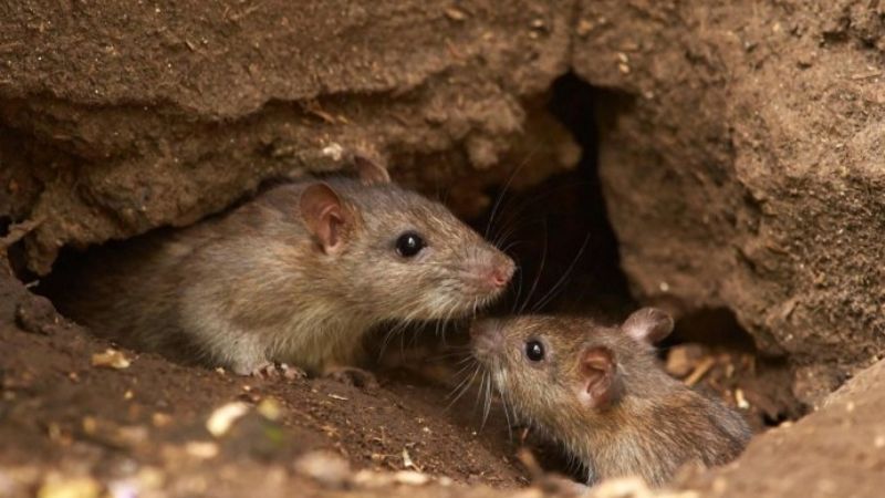 Falleció una joven y suman 14 muertes en todo el país por el hantavirus