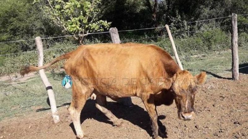Secuestran una vaca en Paclín