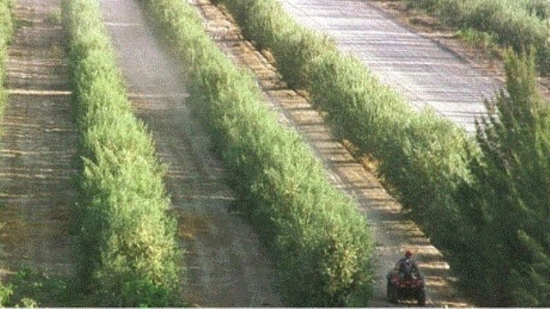 Olivícolas con problemas para cubrir los costos de producción