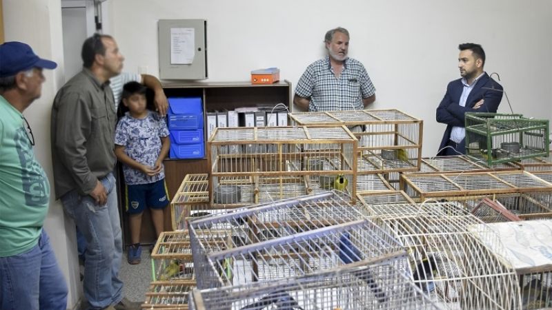 Incautaron gran cantidad de aves silvestres