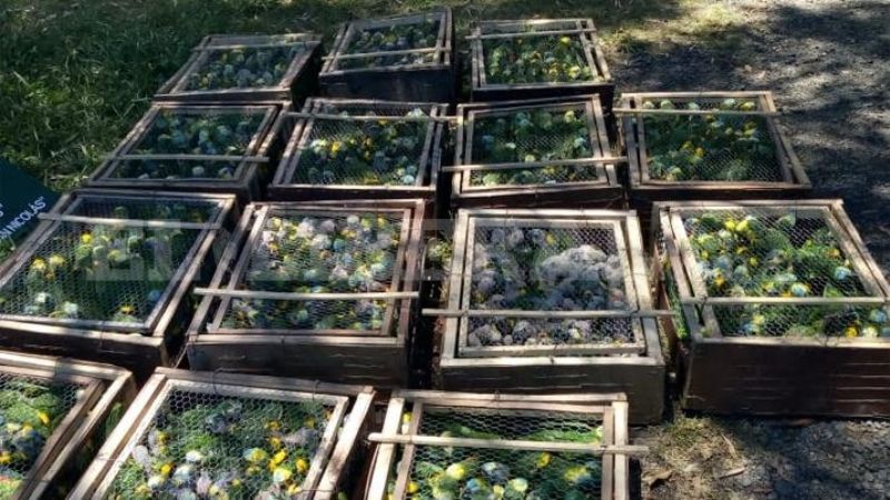 Rescatan más de 500 loros que eran llevados desde Santiago
