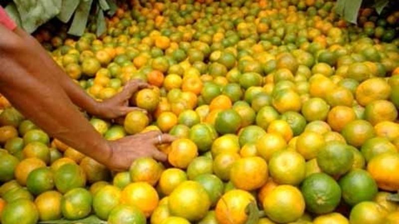 Muralla al ingreso de cítricos en Catamarca y la región