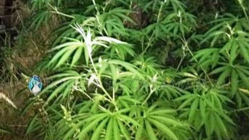 Secuestran plantas de marihuana en Miraflores