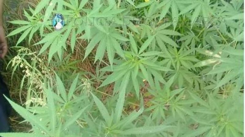 Secuestran plantas de marihuana en Miraflores
