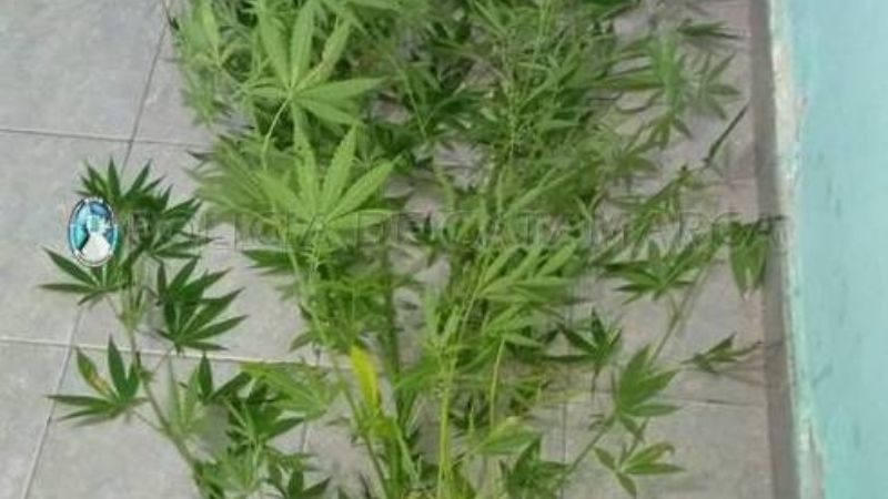 Secuestran plantas de marihuana en Miraflores