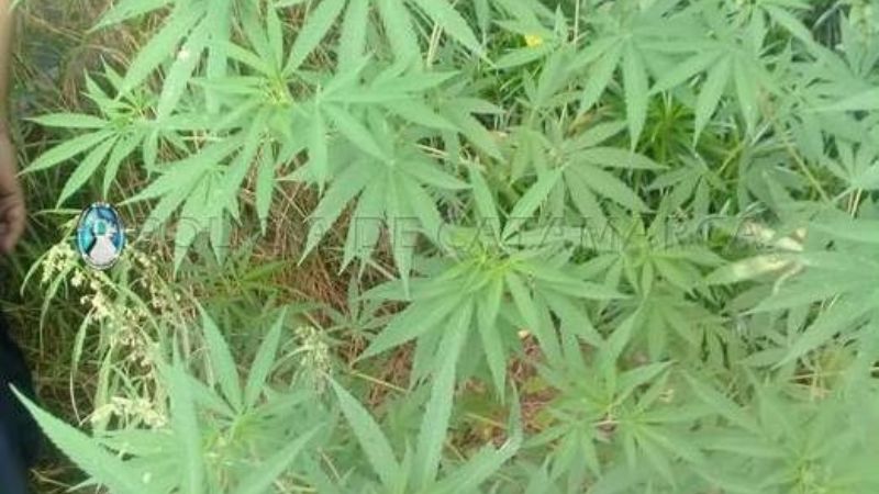 Secuestran plantas de marihuana en Miraflores