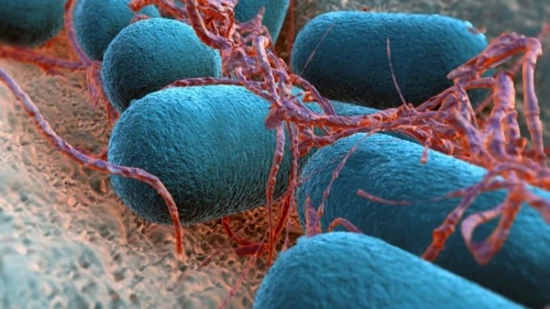 Se diagnostican cerca de 300 casos de lepra por año en la Argentina