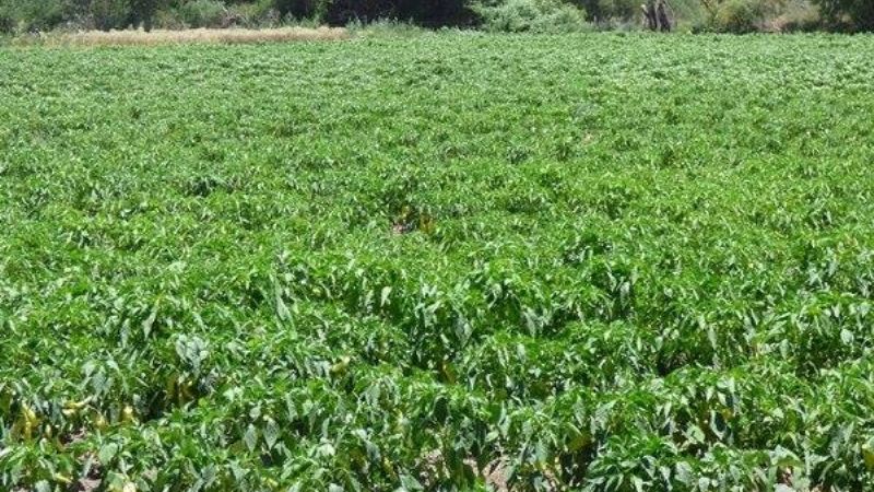 Daños en la producción por la última tormenta en Andalgalá