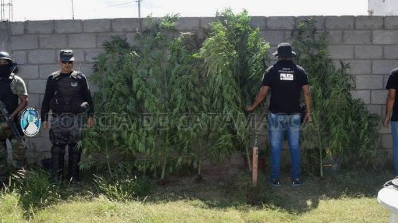 Cultivaban plantas de marihuana de hasta 2,50 metros