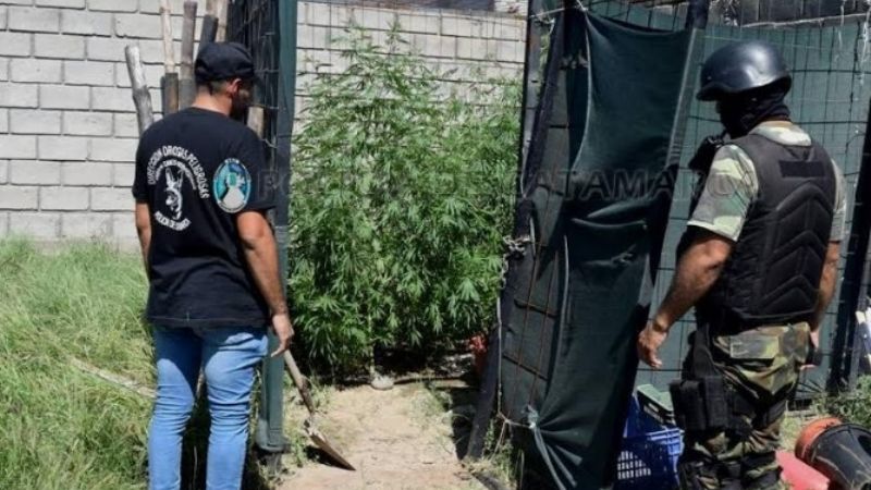 Cultivaban plantas de marihuana de hasta 2,50 metros