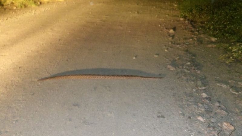 Una lampalagua "pichón" salió de paseo