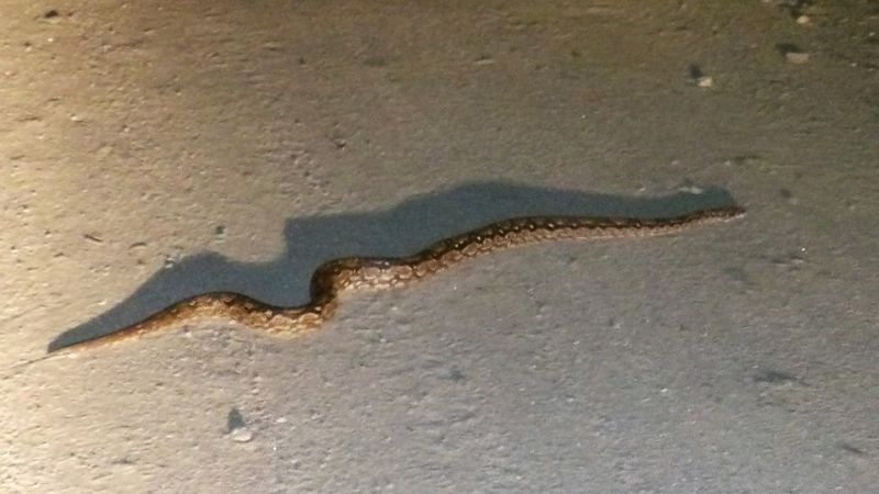 Una lampalagua "pichón" salió de paseo