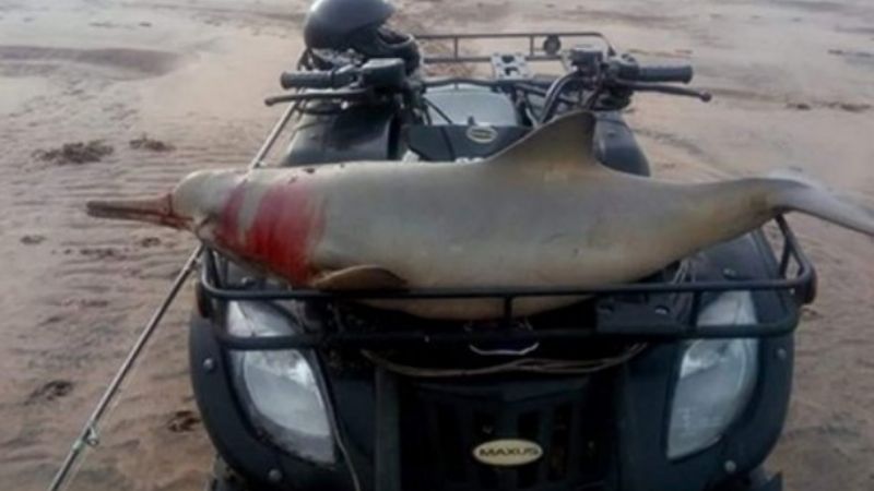 Cazó a un delfín, lo paseó en su cuatriciclo y después lo comió