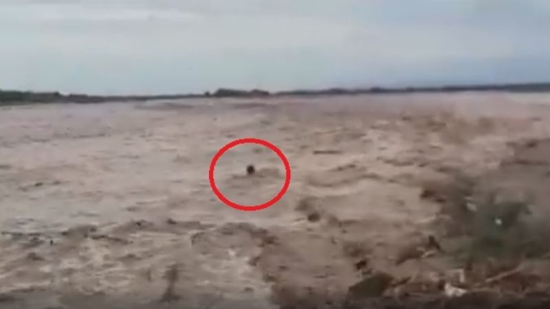 Imprudente: Se tiró un “clavado” en el río Belén embravecido