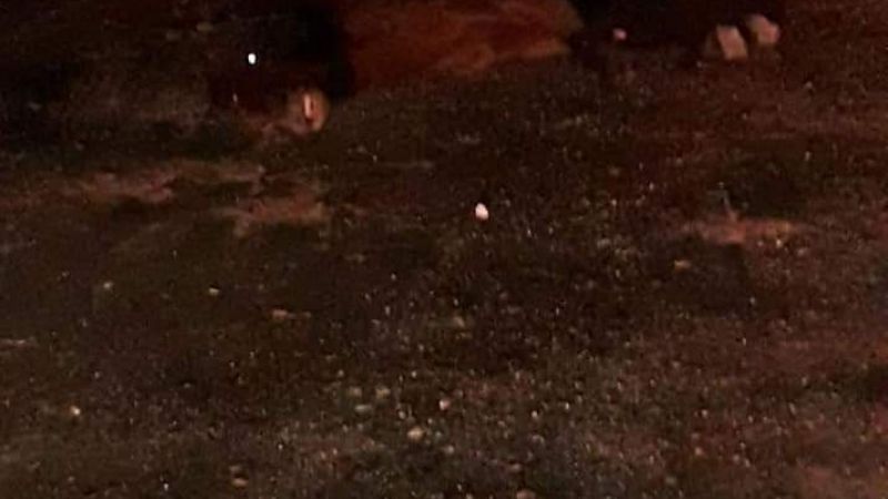 Un colectivo de larga distancia chocó contra un caballo