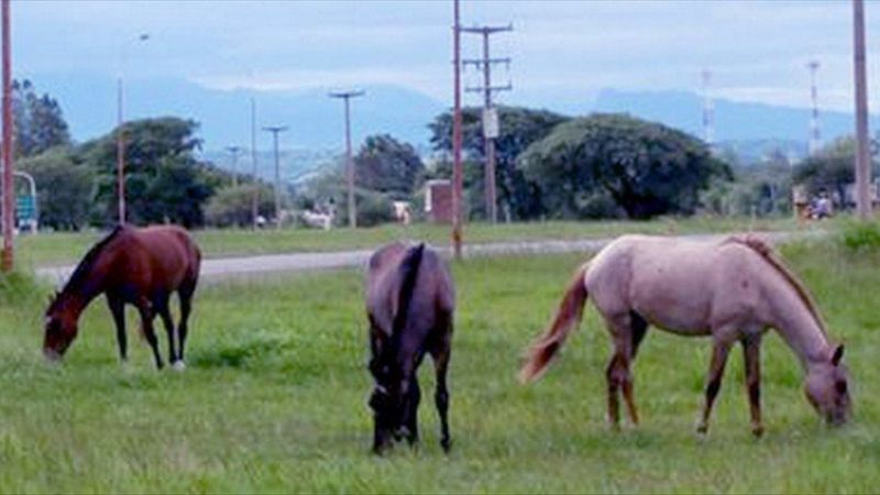 Secuestran caballos en La Puerta