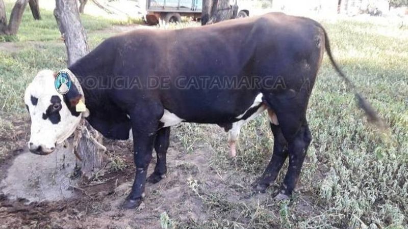Secuestran un toro en la ruta 4