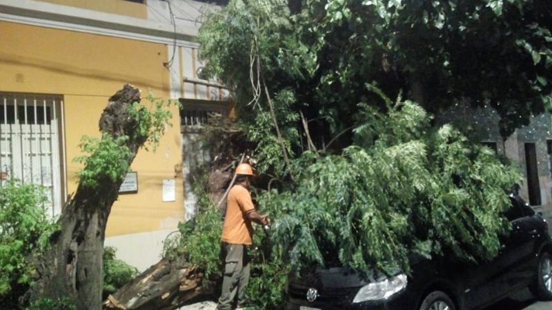 Intenso trabajo por caídas de árboles y voladuras de techos