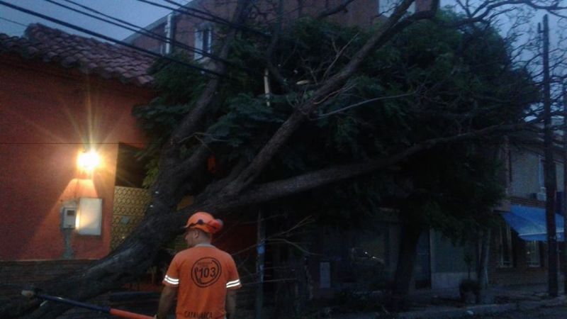 Intenso trabajo por caídas de árboles y voladuras de techos