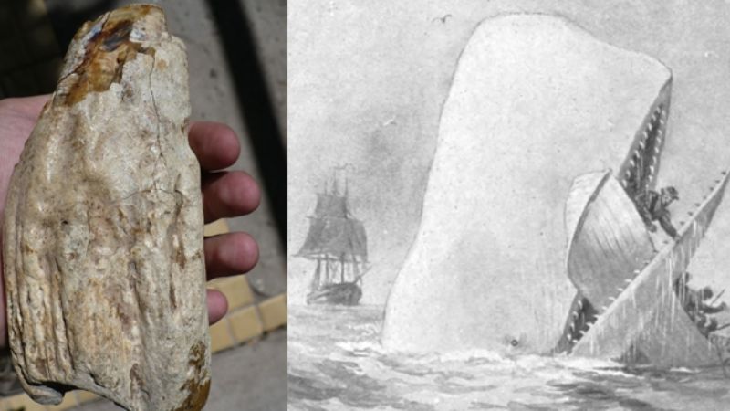 Encuentran en Argentina a la bestia que derrotó al Megalodon