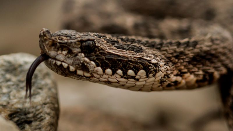 Incremento de consultas por picaduras de animales ponzoñosos