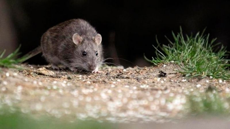 Se suman tres nuevas víctimas fatales en Chubut por el hantavirus