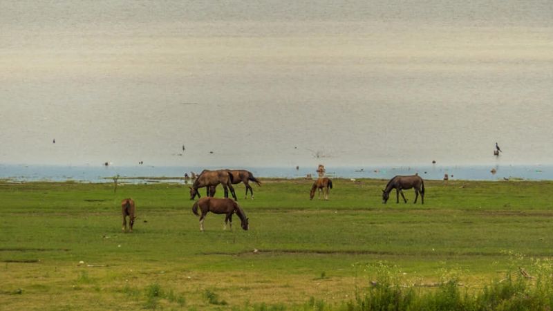 ¿Dónde desembocan los ríos de Aconquija, Singuil, Balcozna y Santa Rosa?