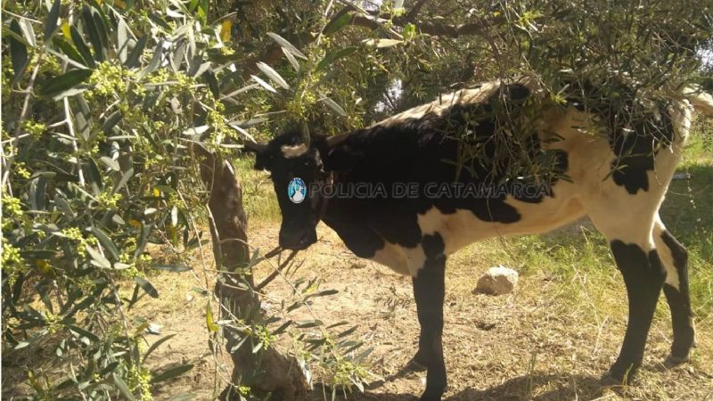 Robaron animales para matarlos: tenían un arsenal en la finca