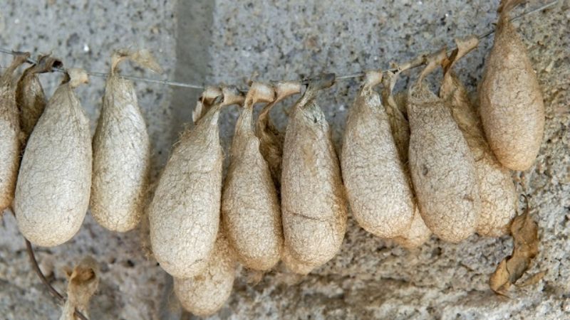 Piden proteger el hilado artesanal de la seda silvestre