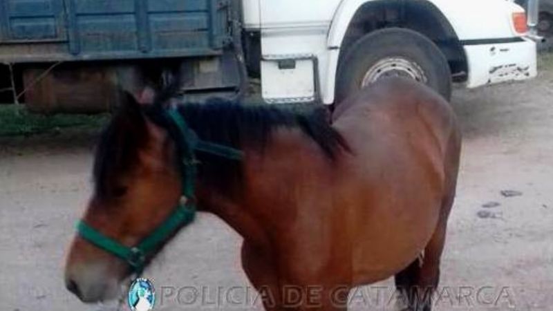 Secuestran un animal suelto en avenida de la Capital