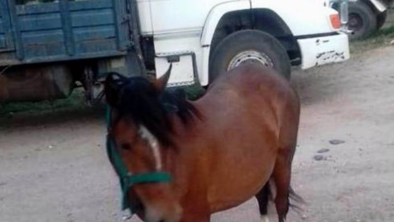 Secuestran un animal suelto en avenida de la Capital
