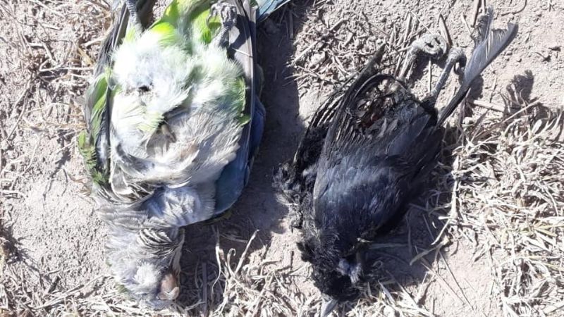 Una cata produjo fallas en el servicio en un sábado de mucho calor