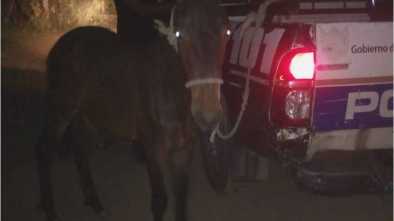 Aprehenden a un joven y demoran a un adolescente por el robo de un caballo